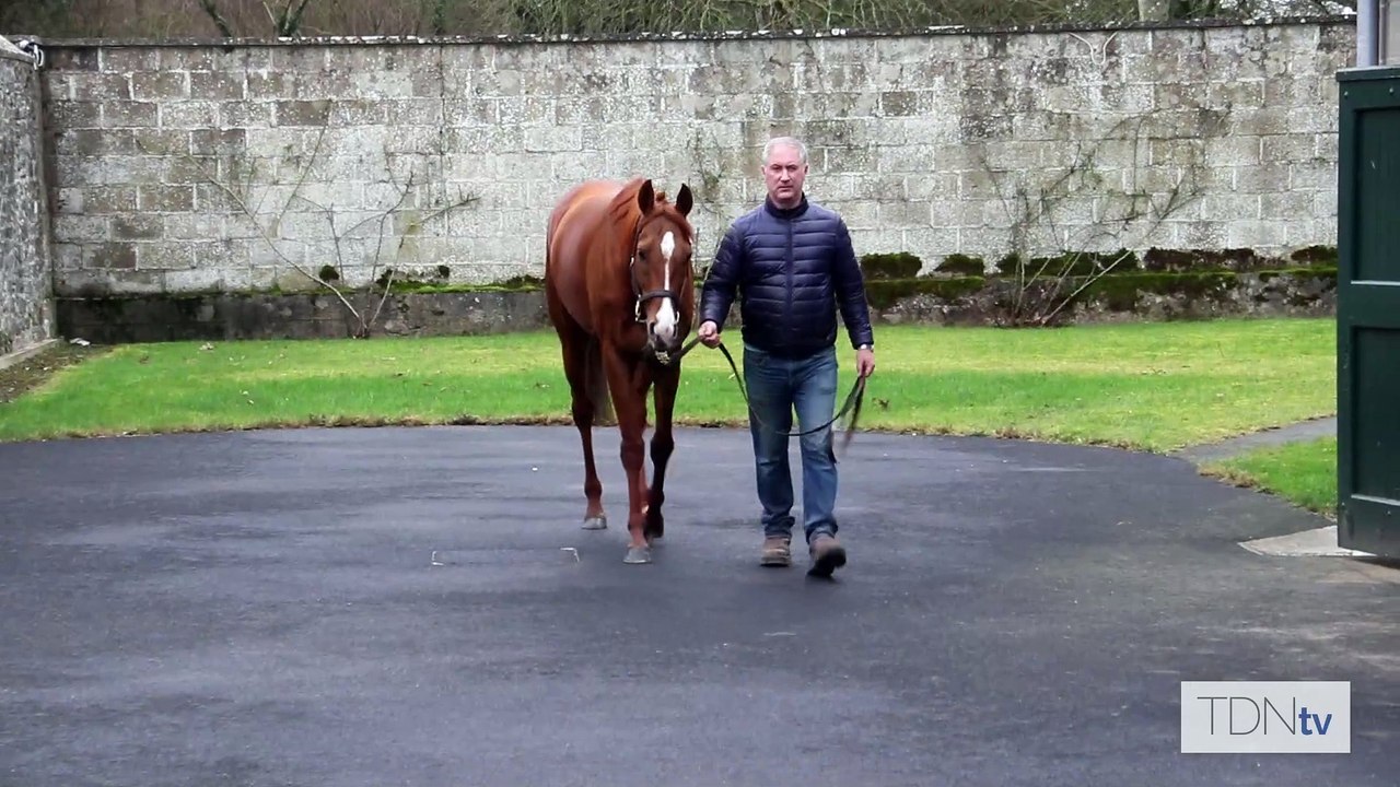 TDN Stallions: Waldgeist