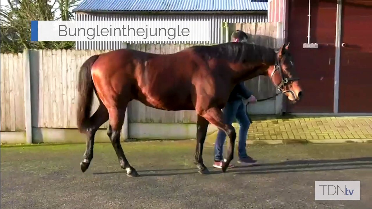 TDN Stallions: Bungle Inthejungle