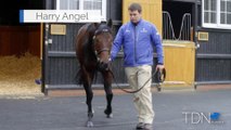 TDN Stallions: Harry Angel