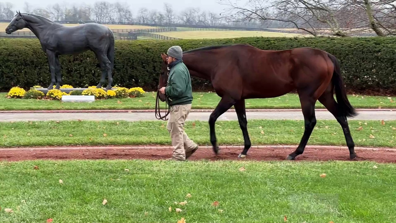 TDN Stallions: Flightline