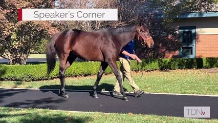 TDN Stallions: Speaker's Corner