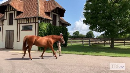 TDN Stallions: Recorder