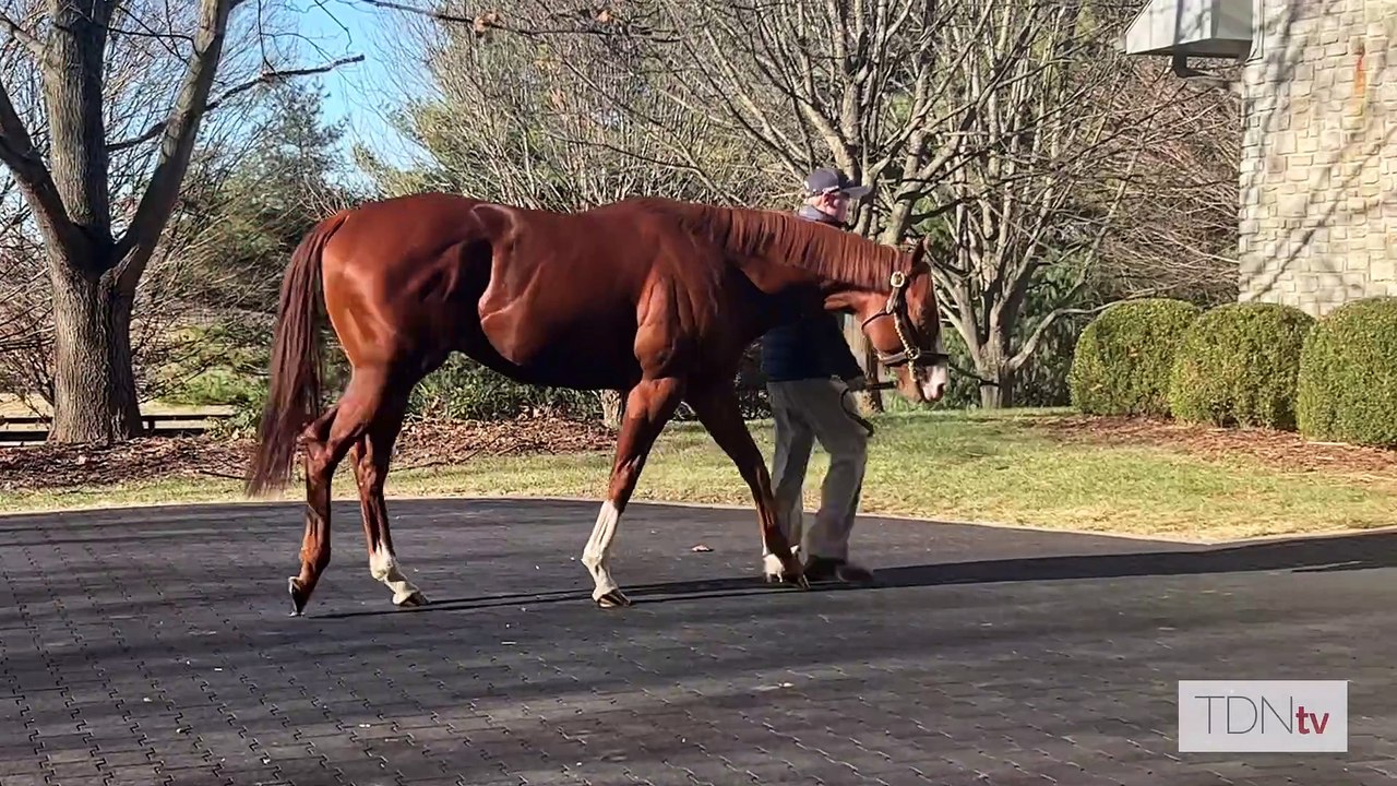 TDN Stallions: Jack Christopher