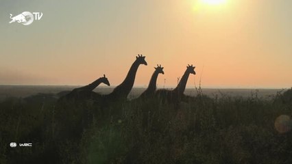 Kenya - Rovanperä donne le ton