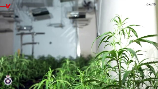 Police Discover Illegal Cannabis Growhouse Hidden Inside English Countryside Mansion