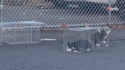 Une association trouve un chaton : son sauvetage va réserver bien des surprises