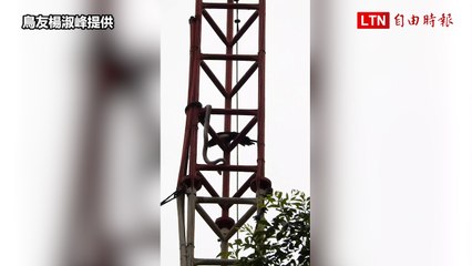 桃園大湳森林公園驚現「臭青母」爬電塔偷襲喜鵲巢穴 🐦