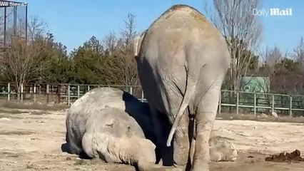 Les images déchirantes d'une éléphante faisant ses adieux à sa partenaire de vie décédée sous ses yeux