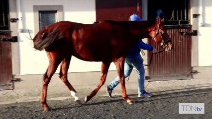 TDN Stallions: Shaman