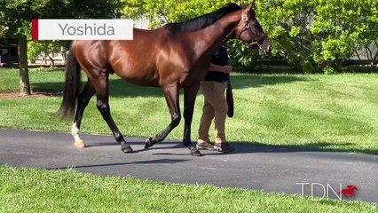 TDN Stallions: Yoshida