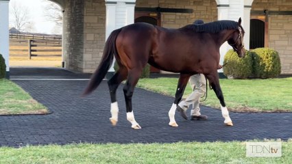 TDN Stallions: Greatest Honour