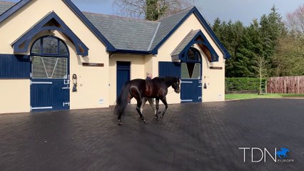 TDN Stallions: No Nay Never