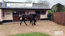 TDN Stallions: Soldier's Call