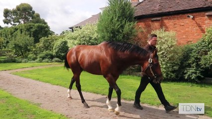 TDN Stallions: Havana Gold