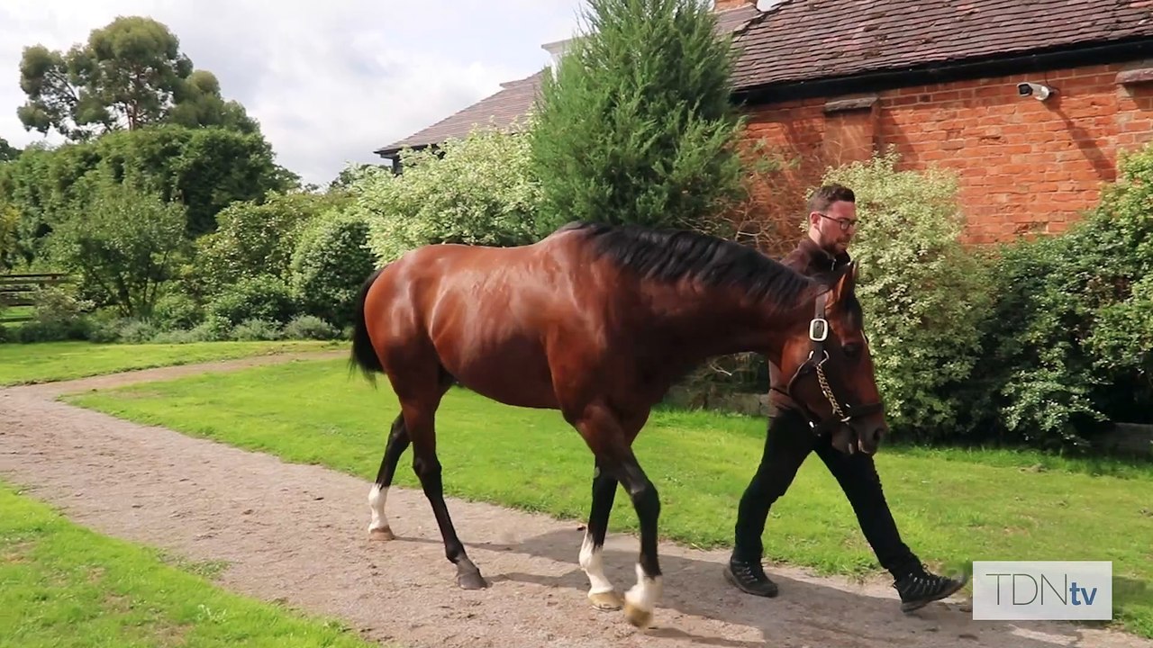 TDN Stallions: Havana Gold