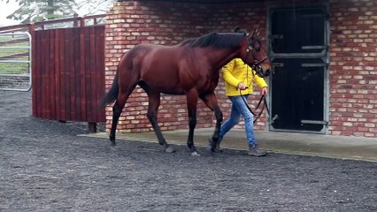 TDN Stallions: Far Above