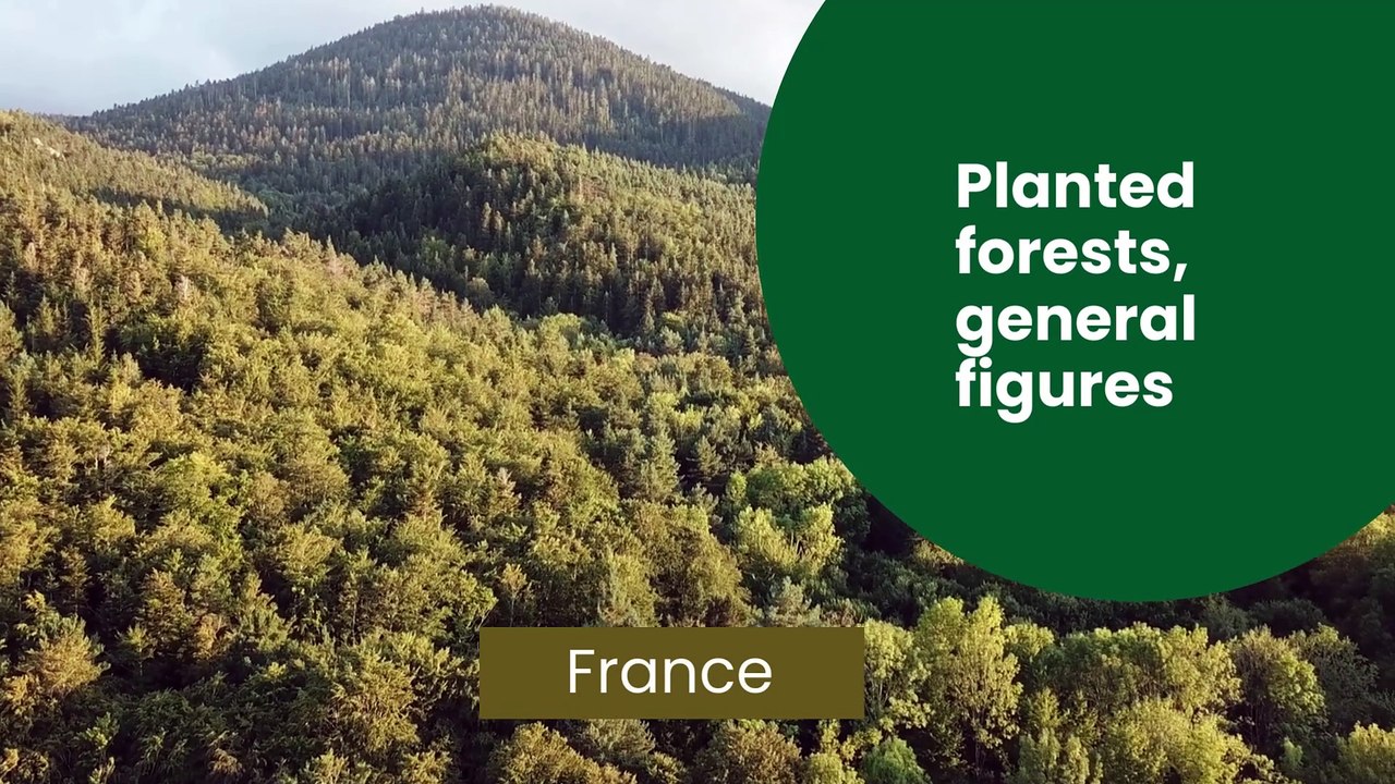 Planted forests - General figures - France - IEFC
