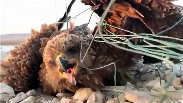 Il sauve un aigle piégé dans un filet de pêche