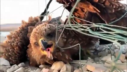 Il sauve un aigle piégé dans un filet de pêche