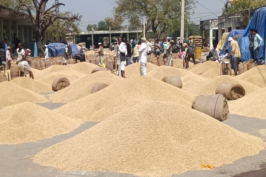 बस्सी मण्डी में जौ की बम्पर आवक, यार्ड में जिंस खाली करने के लिए जगह पड़ी कम