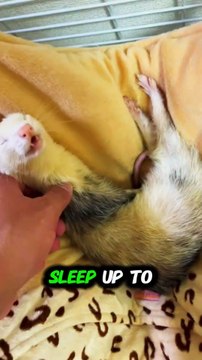 Ferrets Are Funny Little Trouble Makers!