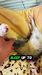 Ferrets Are Funny Little Trouble Makers!