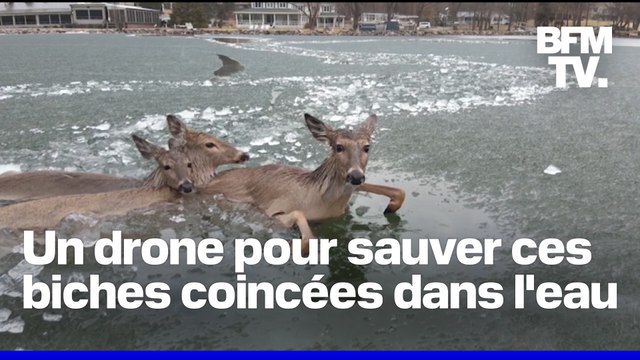 États-Unis: la police utilise un drone pour aider des biches coincées au milieu d'un lac gelé