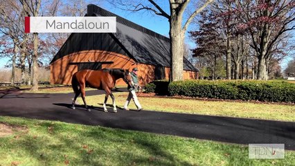 TDN Stallions: Mandaloun