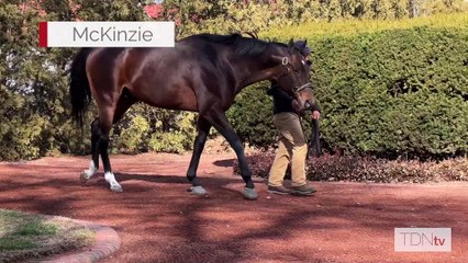 TDN Stallions: McKinzie