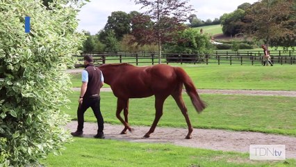 TDN Stallions: Hot Streak