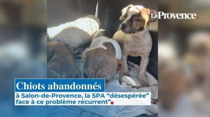 Abandon de chiots à Salon-de-Provence, la SPA "désespérée" face à ce "phénomène récurrent"