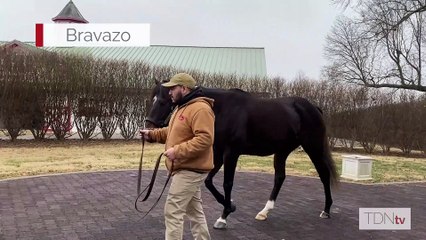 TDN Stallions: Bravazo