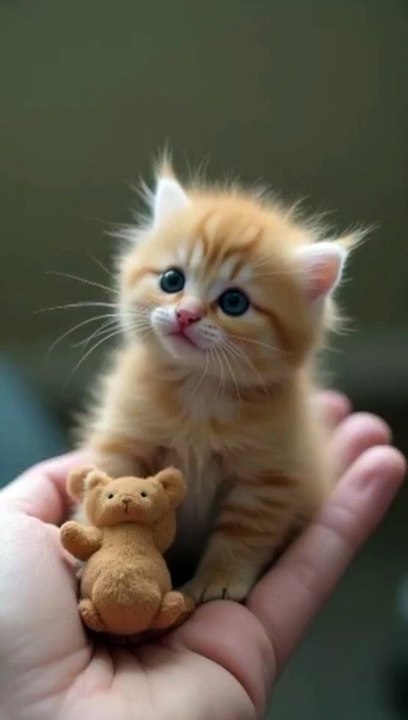 Ai cat funny toking video | ramzan status