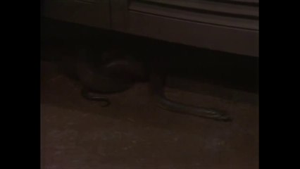 Prisoner Cell Block H (with gate slams) - Episode 432