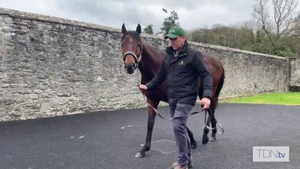 TDN Stallions: Bayside Boy