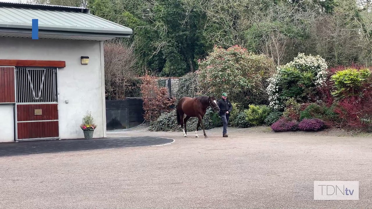 TDN Stallions: New Bay