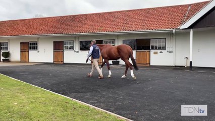 TDN Stallions: Stradivarius