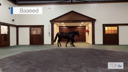 TDN Stallions: Baaeed