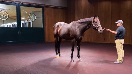 Two Fast Horses for WinStar's Fastest Horse of the Week