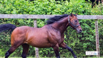 Juddmonte's Shane Horan Discusses Super Sire Kingman