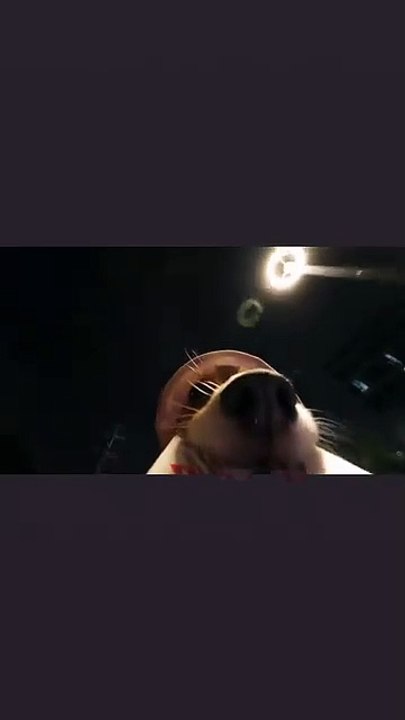 Bucket Bear Bucket