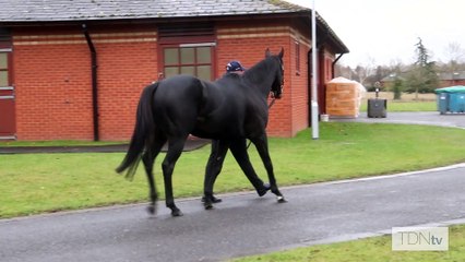 TDN Stallions: Mohaather