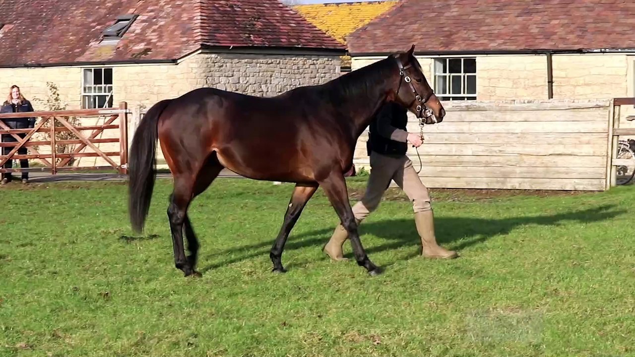 TDN Stallions: Ardad