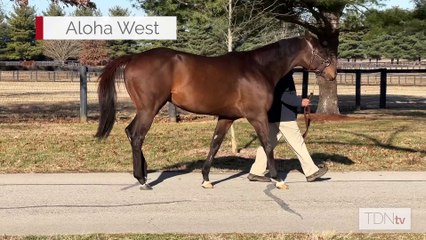 TDN Stallions: Aloha West