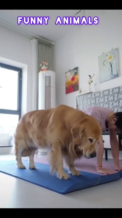 Funny Animals