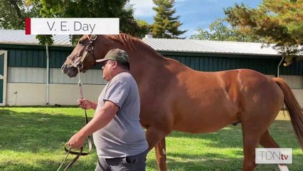 TDN Stallions: V. E. Day