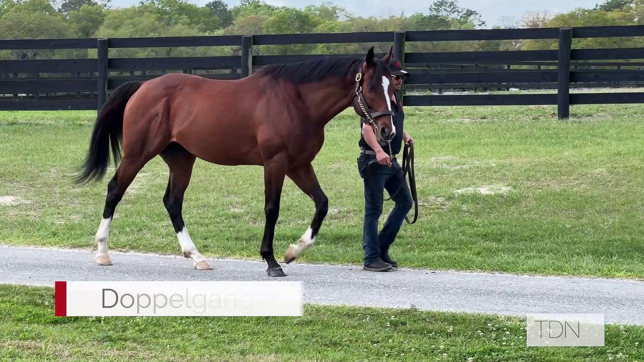 TDN Stallions: Doppelganger