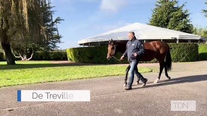 TDN Stallions: De Treville