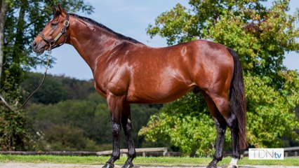 Kensea Is A Unique Wildcard For The Tattersalls Sceptre Sessions