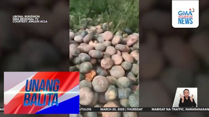 Mga bell pepper at kalabasa, itinambak sa gilid ng kalsada dahil hindi maibenta | Unang Balita